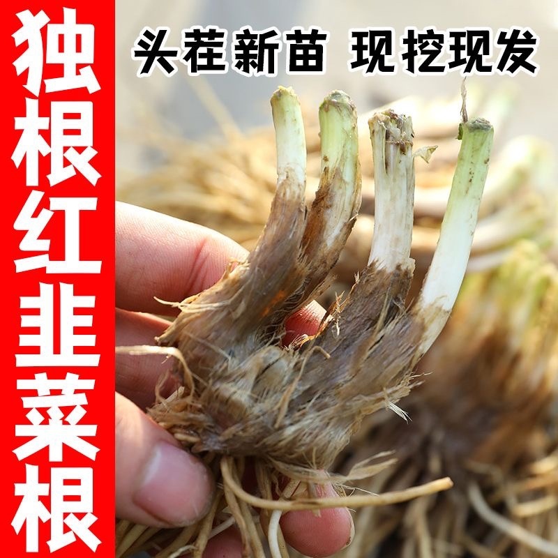 正宗独根红韭菜根四季阳台盆栽产地直发批发质量好