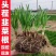 正宗独根红韭菜根四季阳台盆栽产地直发批发质量好