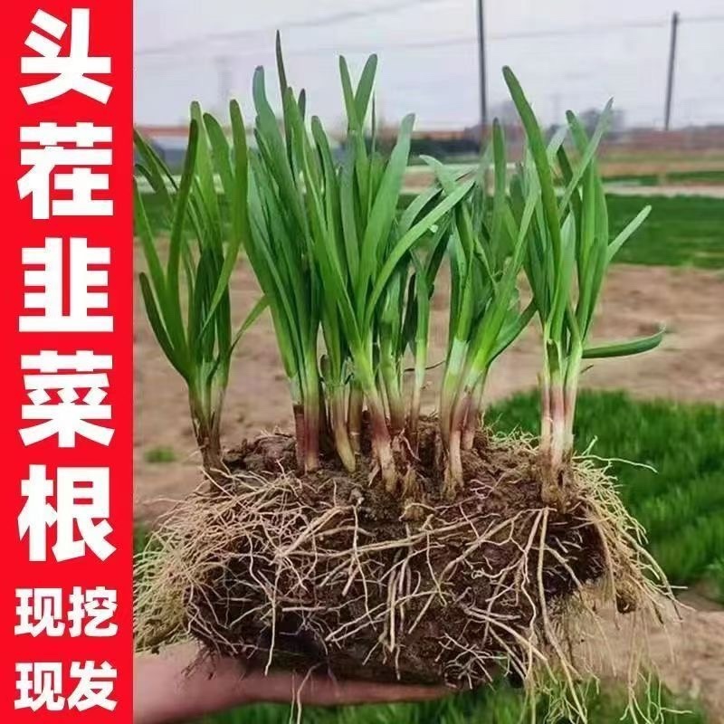 正宗独根红韭菜根四季阳台盆栽产地直发批发质量好