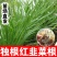正宗独根红韭菜根四季阳台盆栽产地直发批发质量好