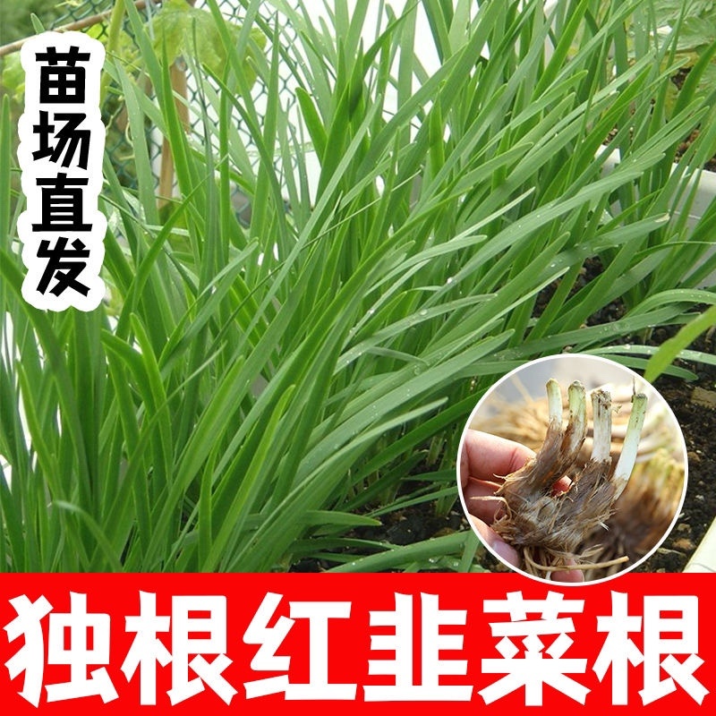 正宗独根红韭菜根四季阳台盆栽产地直发批发质量好