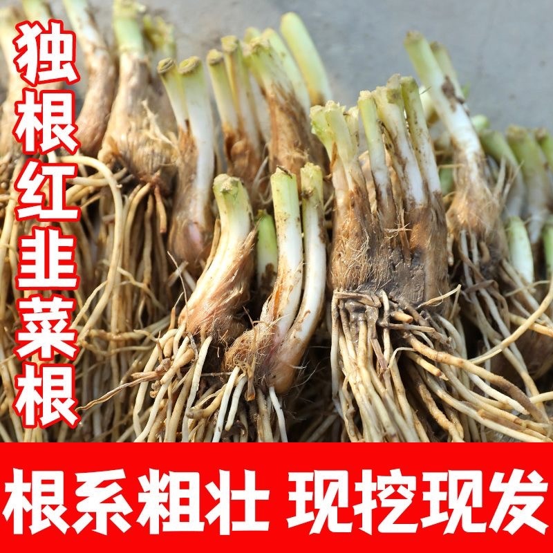 正宗独根红韭菜根四季阳台盆栽产地直发批发质量好