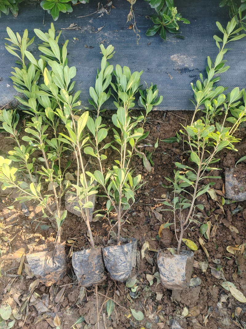 营养杯海桐高30cm-50cm高，工程绿化苗现挖现发