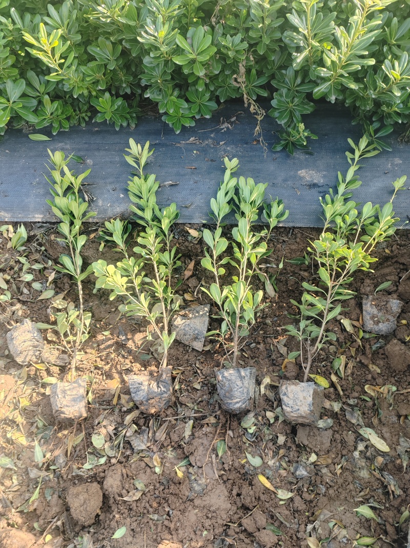 营养杯海桐高30cm-50cm高，工程绿化苗现挖现发