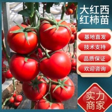 大红果西红柿苗早熟耐高温高湿耐裂抗病毒高圆型产量高