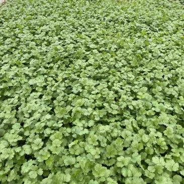香菜大量上市