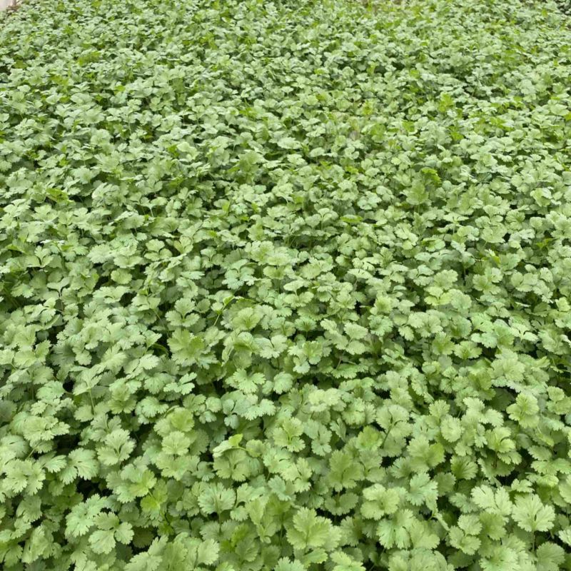 香菜大量上市