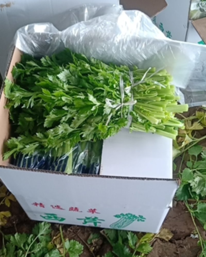 菜头
