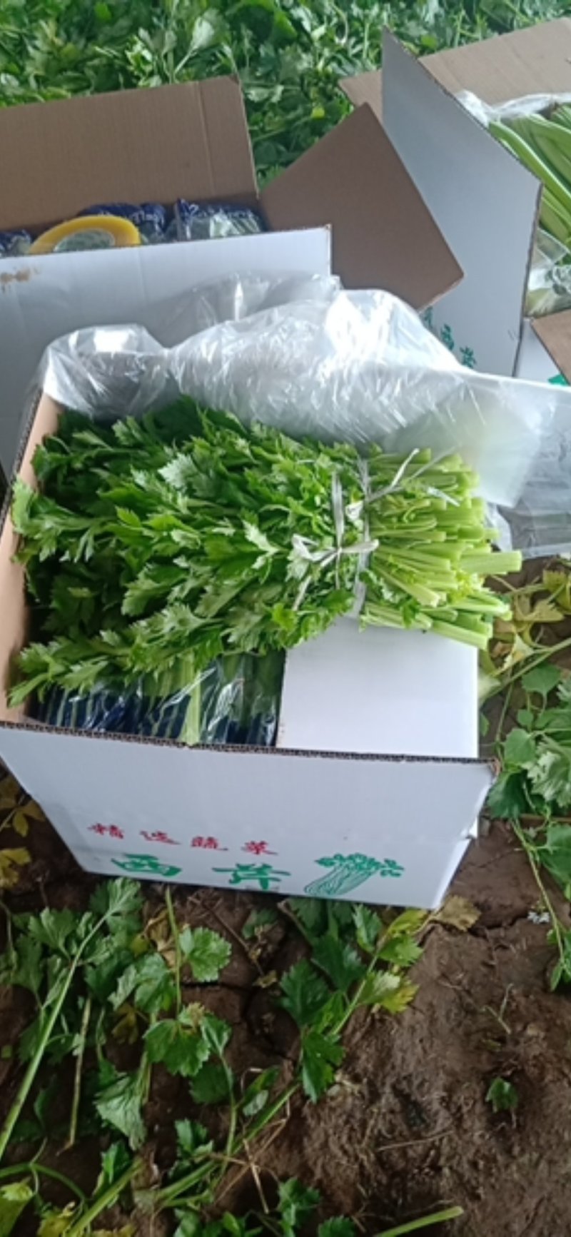 菜头