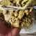 棉饼棉粕牛羊养殖育肥饼养殖通用饲料大量上市