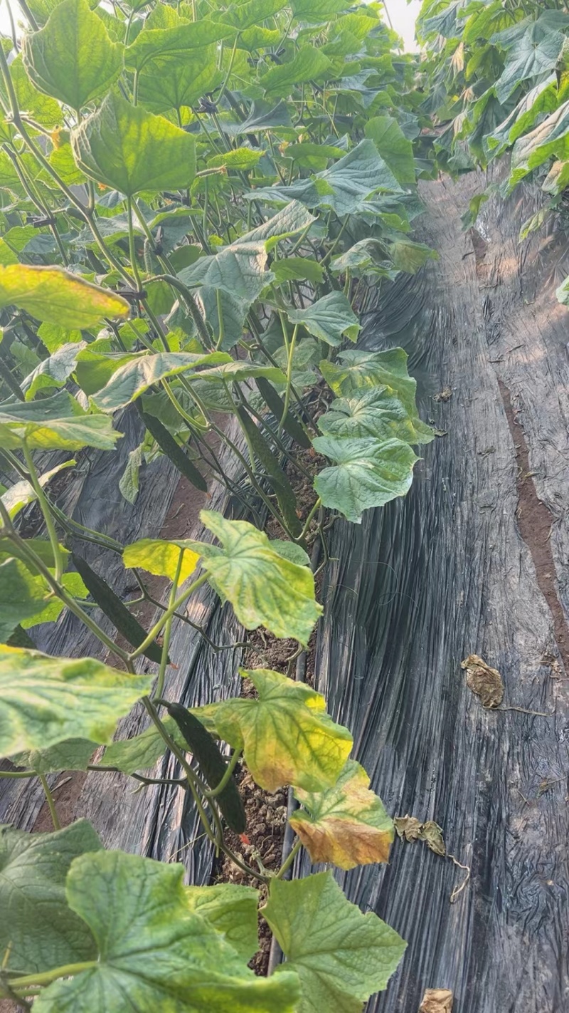 本地黄瓜大量有货对接全国各地批发市场各大商超