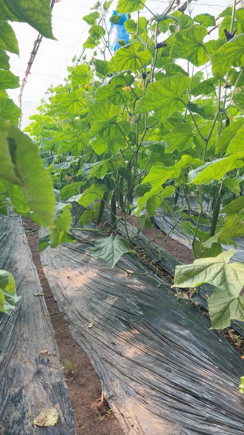 本地黄瓜大量有货对接全国各地批发市场各大商超