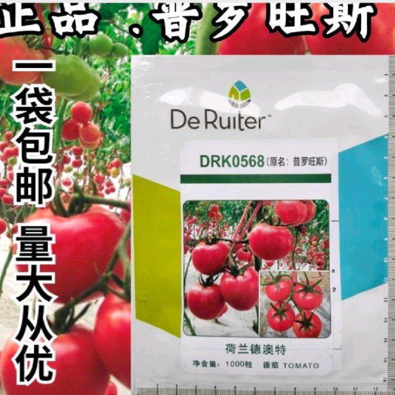 普罗旺斯原装荷兰进口口感番茄种子沙瓤水果番茄山东潍坊寿光