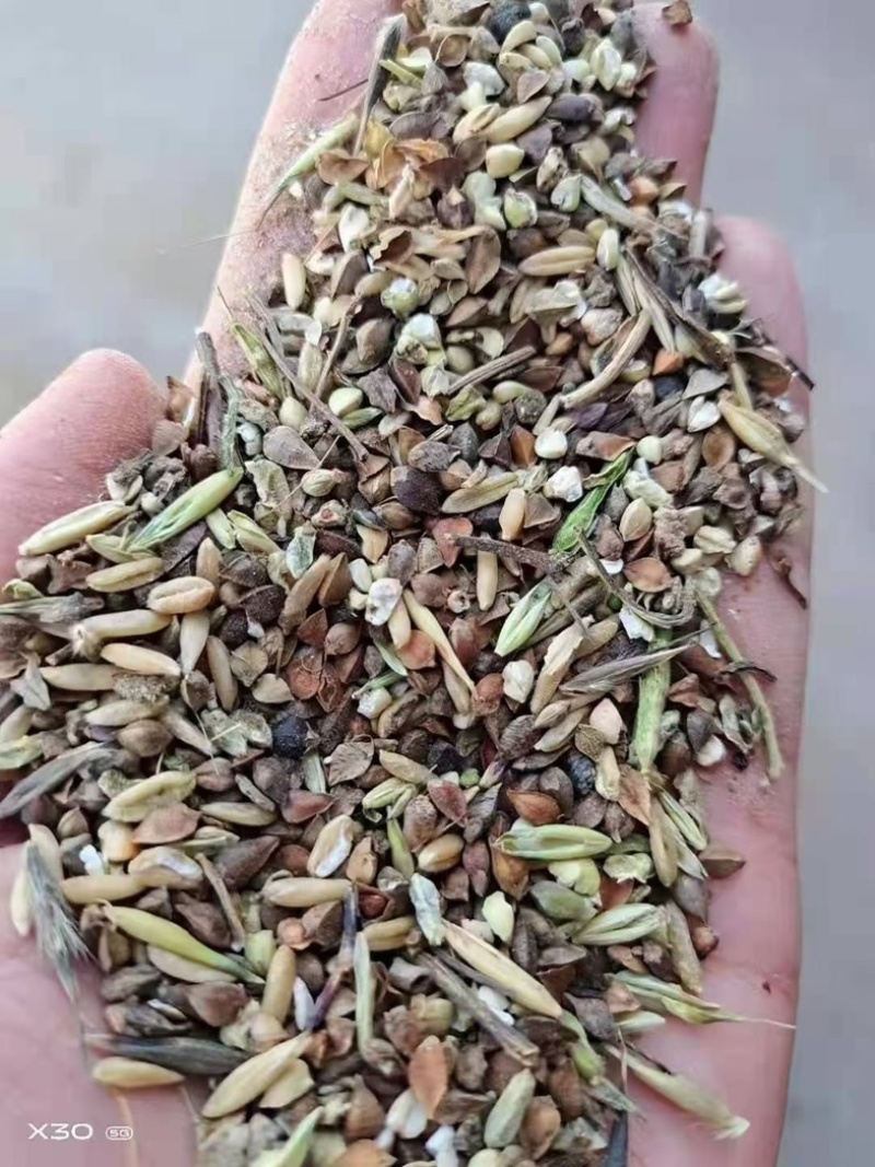 河北厂家直销小杂粮草籽下脚料养殖用主料通用