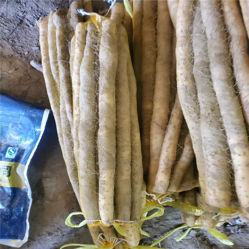 河北小白嘴白山药**上市，各种规格尺寸大量有货，全国发货