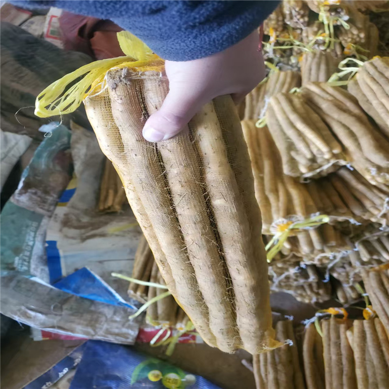 河北小白嘴白山药**上市，各种规格尺寸大量有货，全国发货