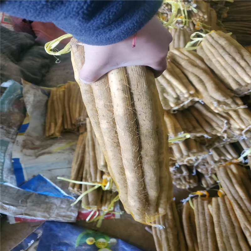 河北小白嘴白山药**上市，各种规格尺寸大量有货，全国发货
