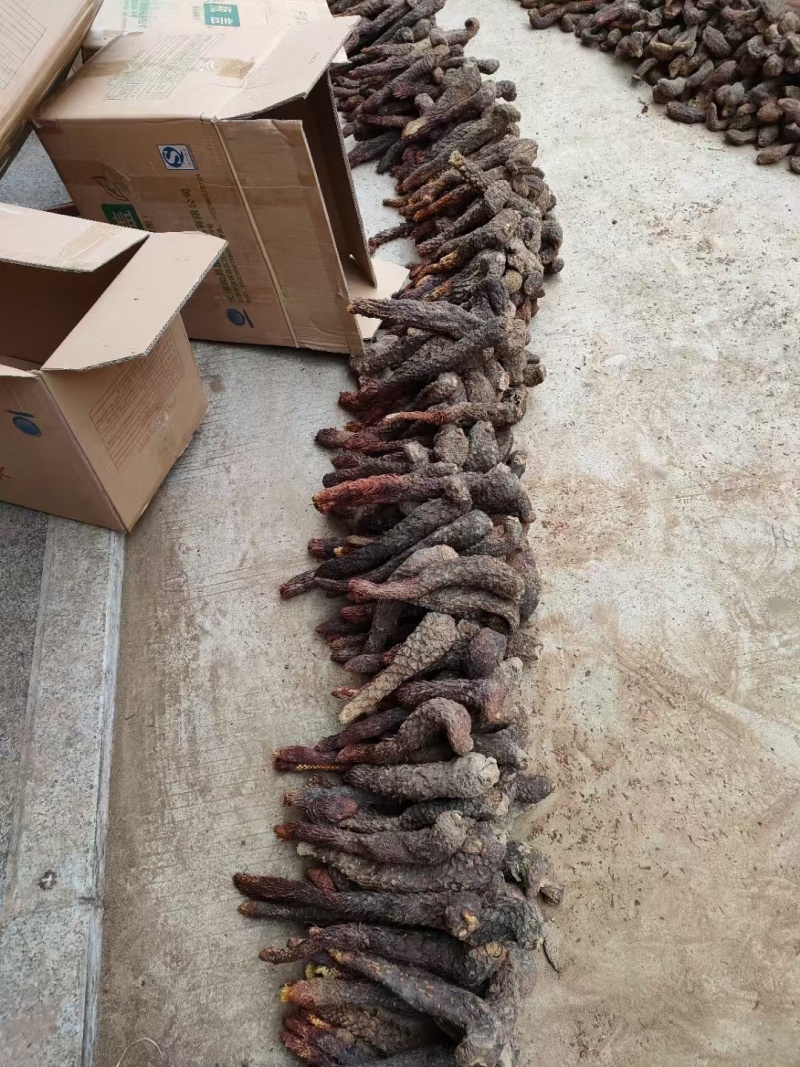 沙漠肉苁蓉阿拉善野生软肉苁蓉原材料肉苁蓉黑龙草泡酒煮水