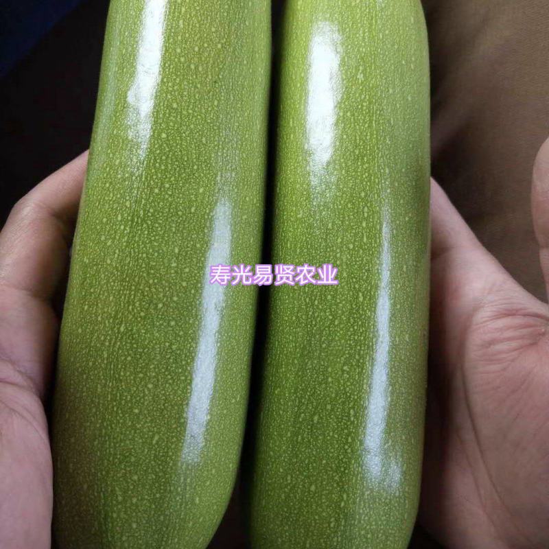 山东潍坊寿光云贵川西葫芦苗子种子，南方北方专用西葫芦种子