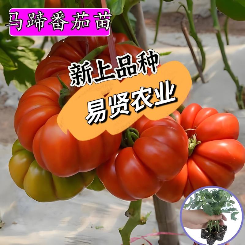 马蹄柿子种子抗大口感甜如蜜9号阿尔卑斯金枕大黄