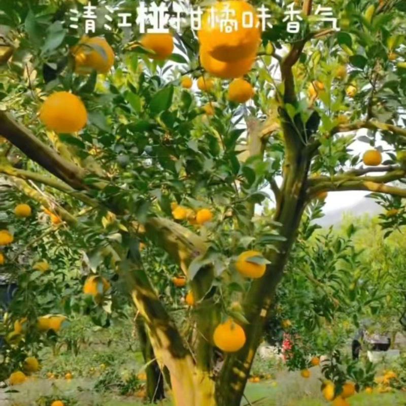 超低价格，一件全国代发。