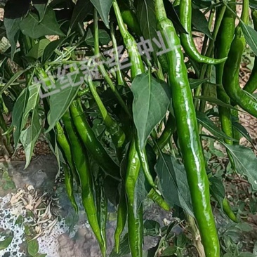 黑线椒苗基地直发寿光种苗辣椒苗根系发达茎秆粗壮长