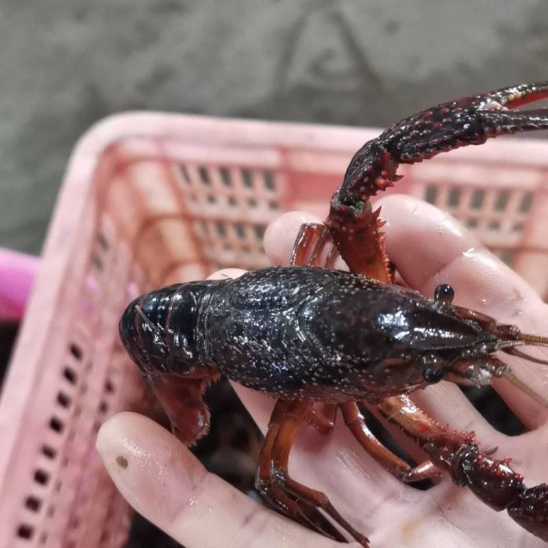湖北小龙虾，一年四季供应新活虾，规格齐全，一件都是批发价