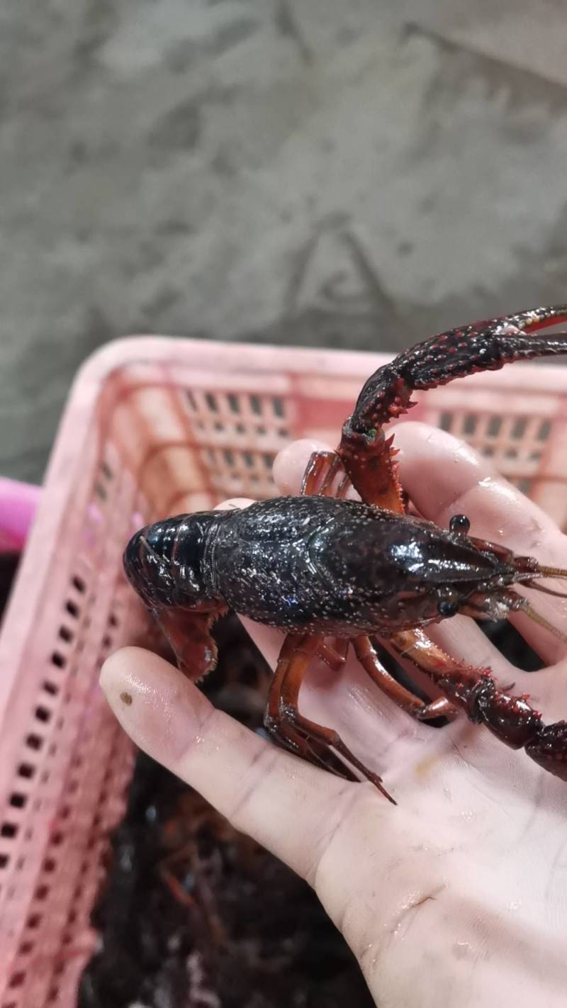 湖北小龙虾，一年四季供应新活虾，规格齐全，一件都是批发价
