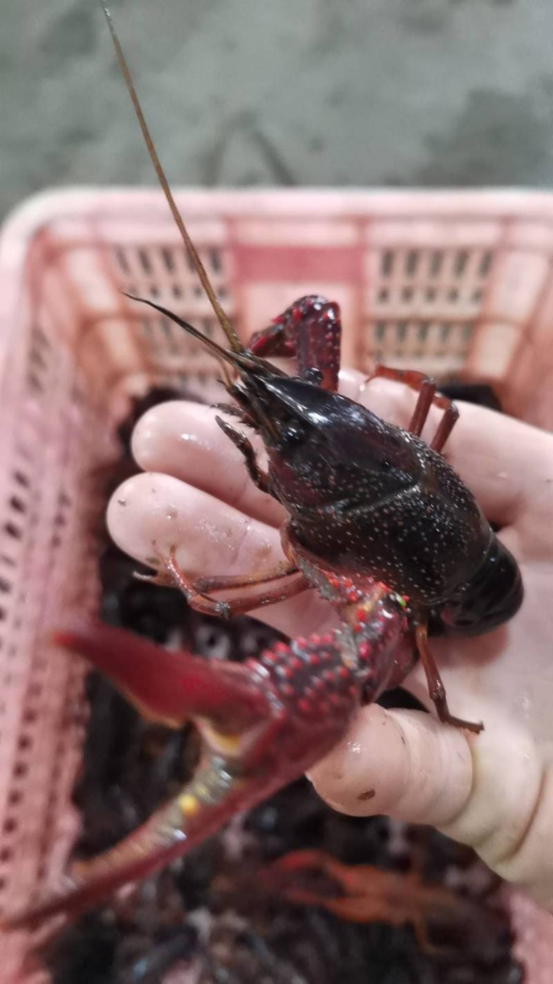 湖北小龙虾，一年四季供应新活虾，规格齐全，一件都是批发价
