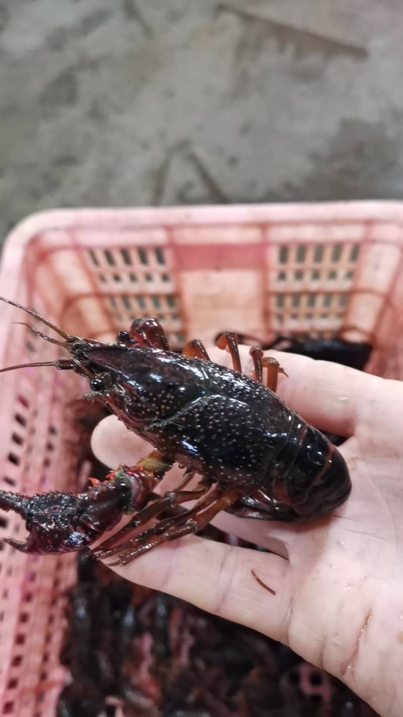 湖北小龙虾，一年四季供应新活虾，规格齐全，一件都是批发价