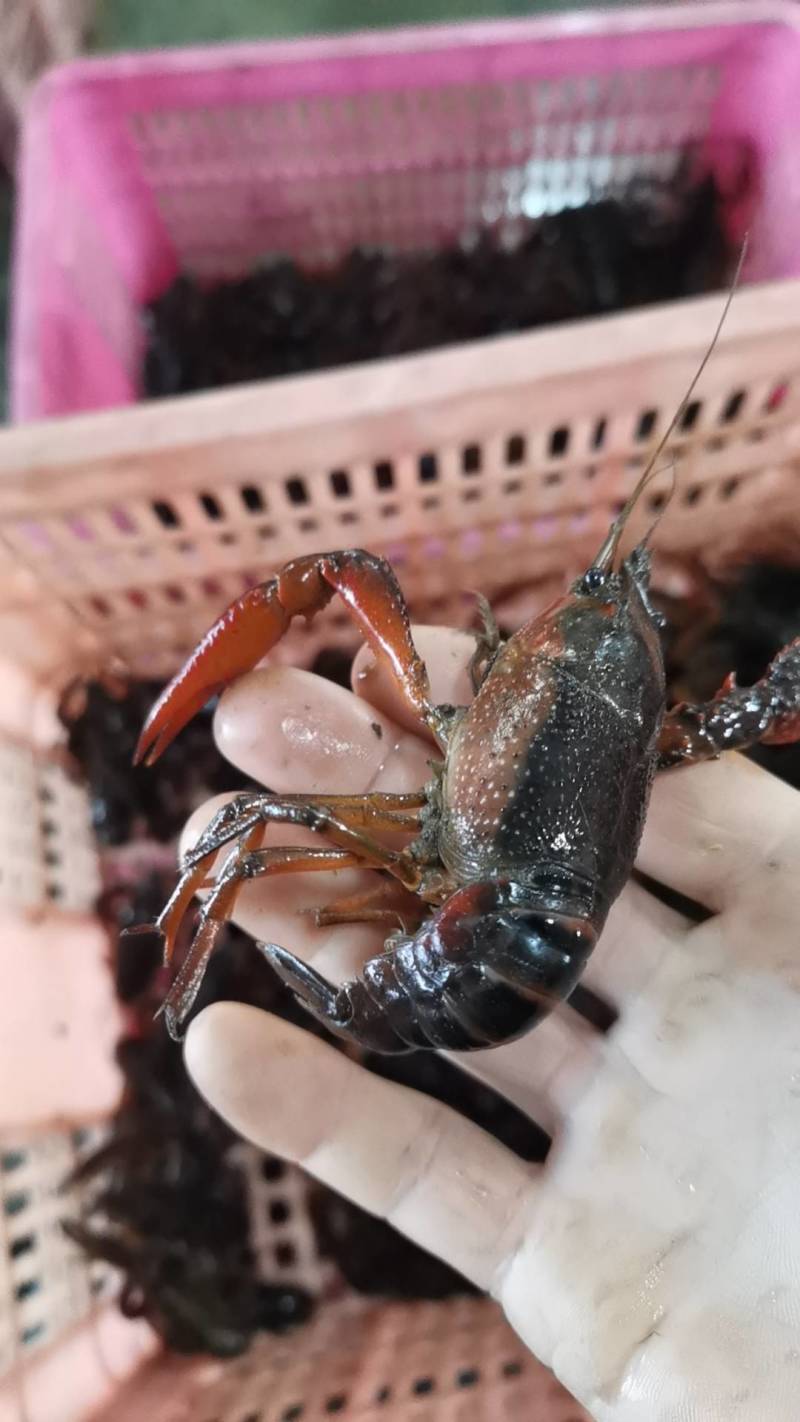 湖北小龙虾，一年四季供应新活虾，规格齐全，一件都是批发价