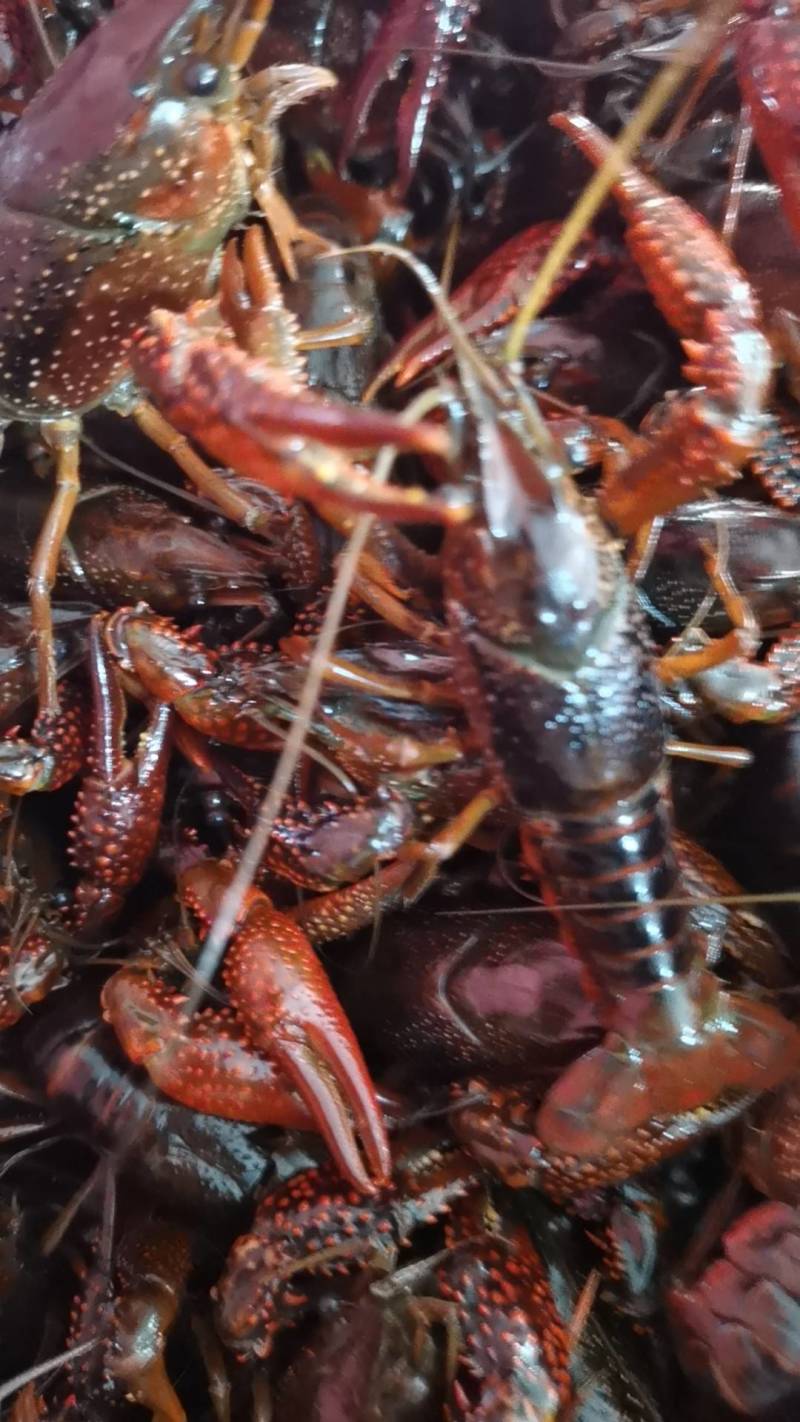 湖北小龙虾，一年四季供应新活虾，规格齐全，一件都是批发价