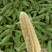 新鲜太阳花玉米金银花水果玉米甜玉米五彩花糯玉米产地直发