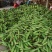 新鲜太阳花玉米金银花水果玉米甜玉米五彩花糯玉米产地直发