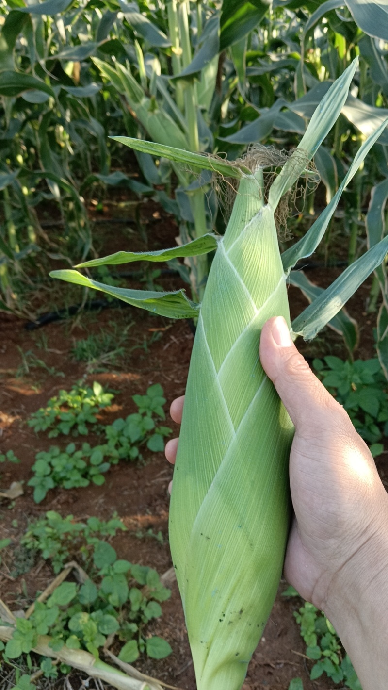 新鲜太阳花玉米金银花水果玉米甜玉米五彩花糯玉米产地直发