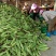 新鲜太阳花玉米金银花水果玉米甜玉米五彩花糯玉米产地直发
