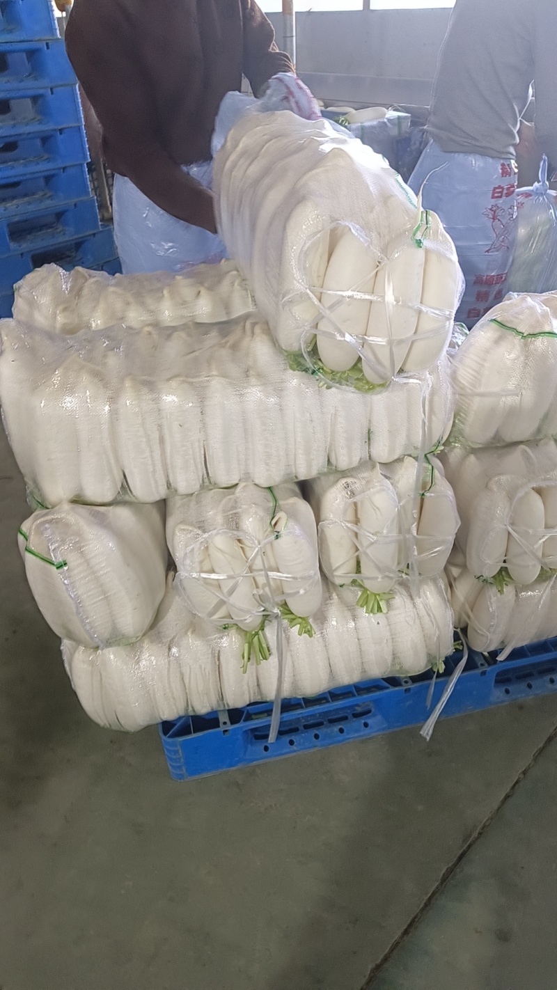精品白萝卜