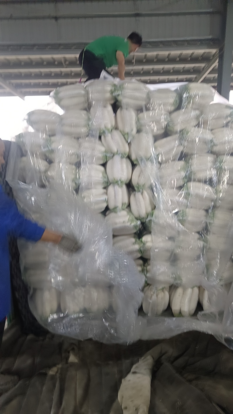 精品白萝卜