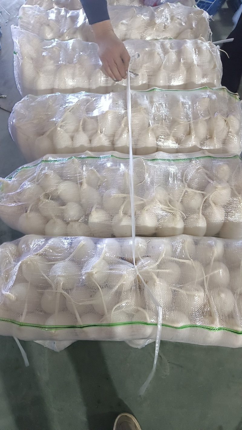 精品白萝卜