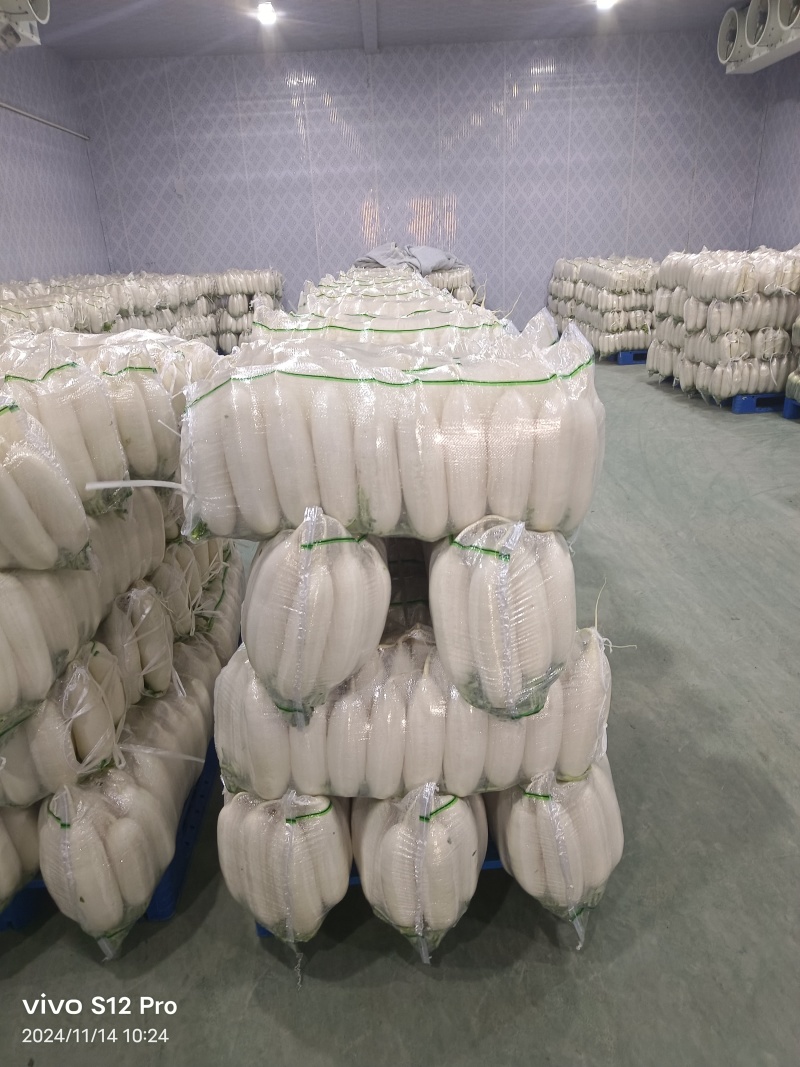 精品白萝卜