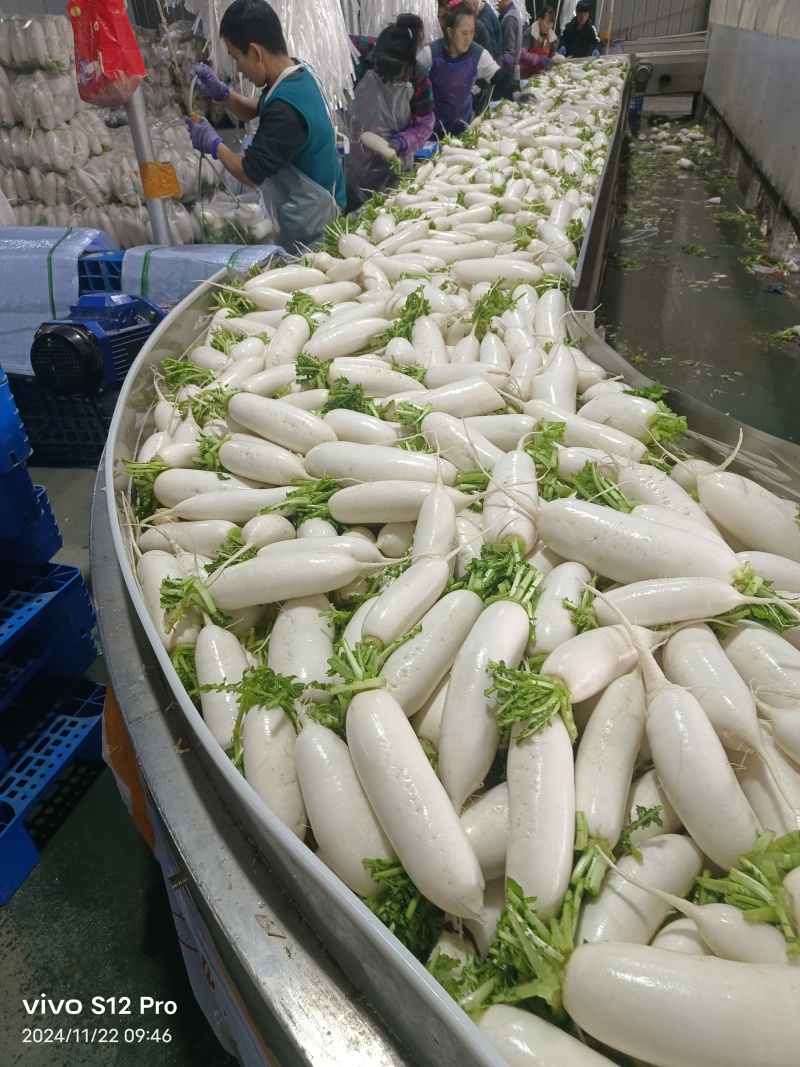 精品白萝卜