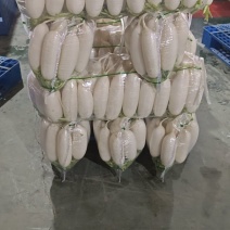 精品白萝卜