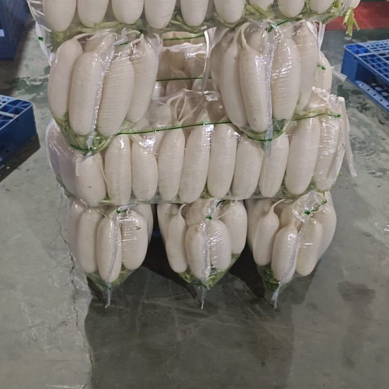 精品白萝卜
