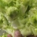 儿菜