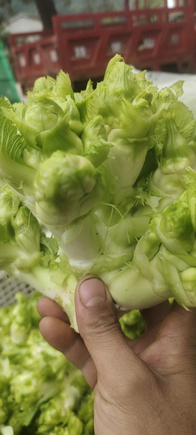 儿菜