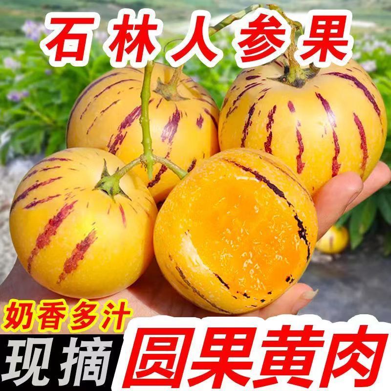 【圆果】云南石林人参果黄心超甜黄肉水果新鲜应季批发价整箱包邮