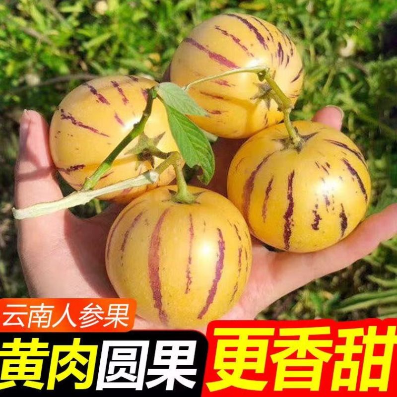 【圆果】云南石林人参果黄心超甜黄肉水果新鲜应季批发价整箱包邮