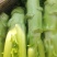 棒菜