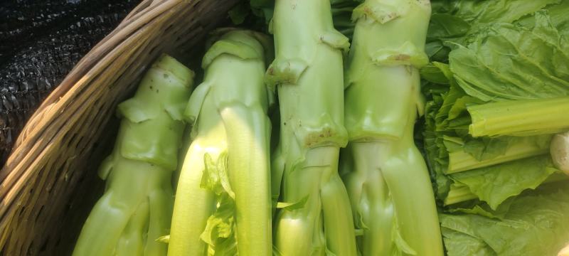 棒菜