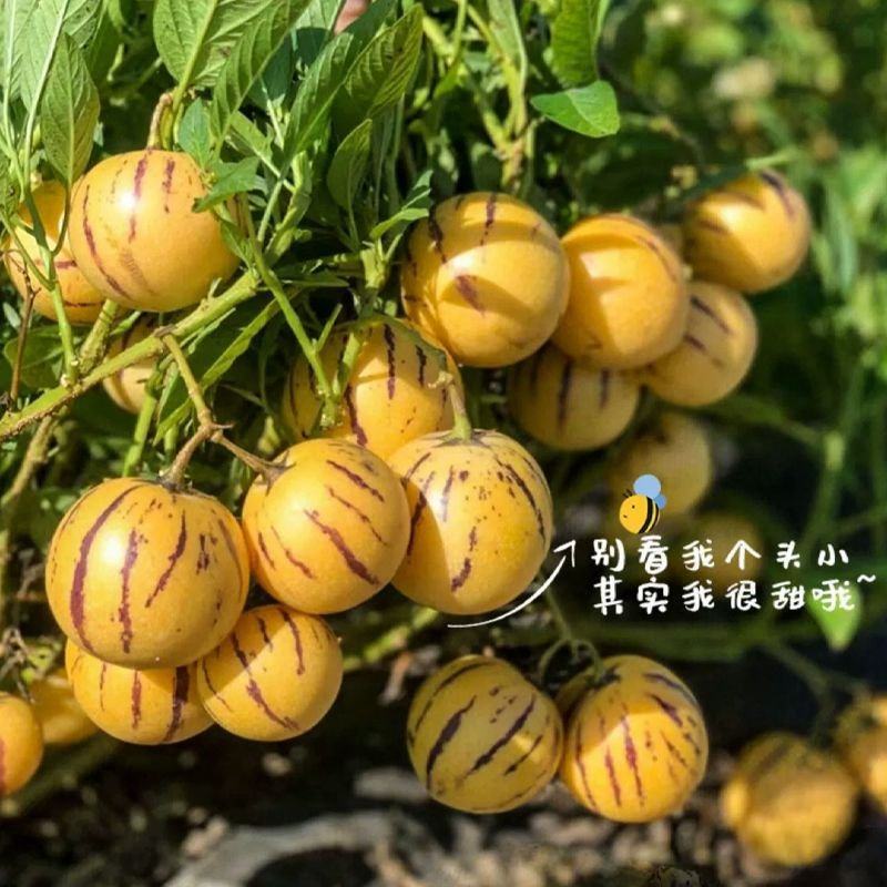 正宗云南高原石林人参果当季新鲜水果黄果黄心圆